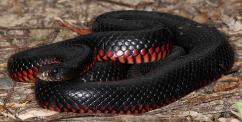 Red-bellied Black Snake svg #18, Download drawings