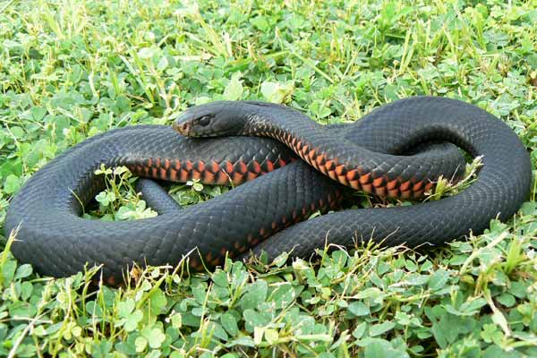 Red-bellied Black Snake coloring #19, Download drawings