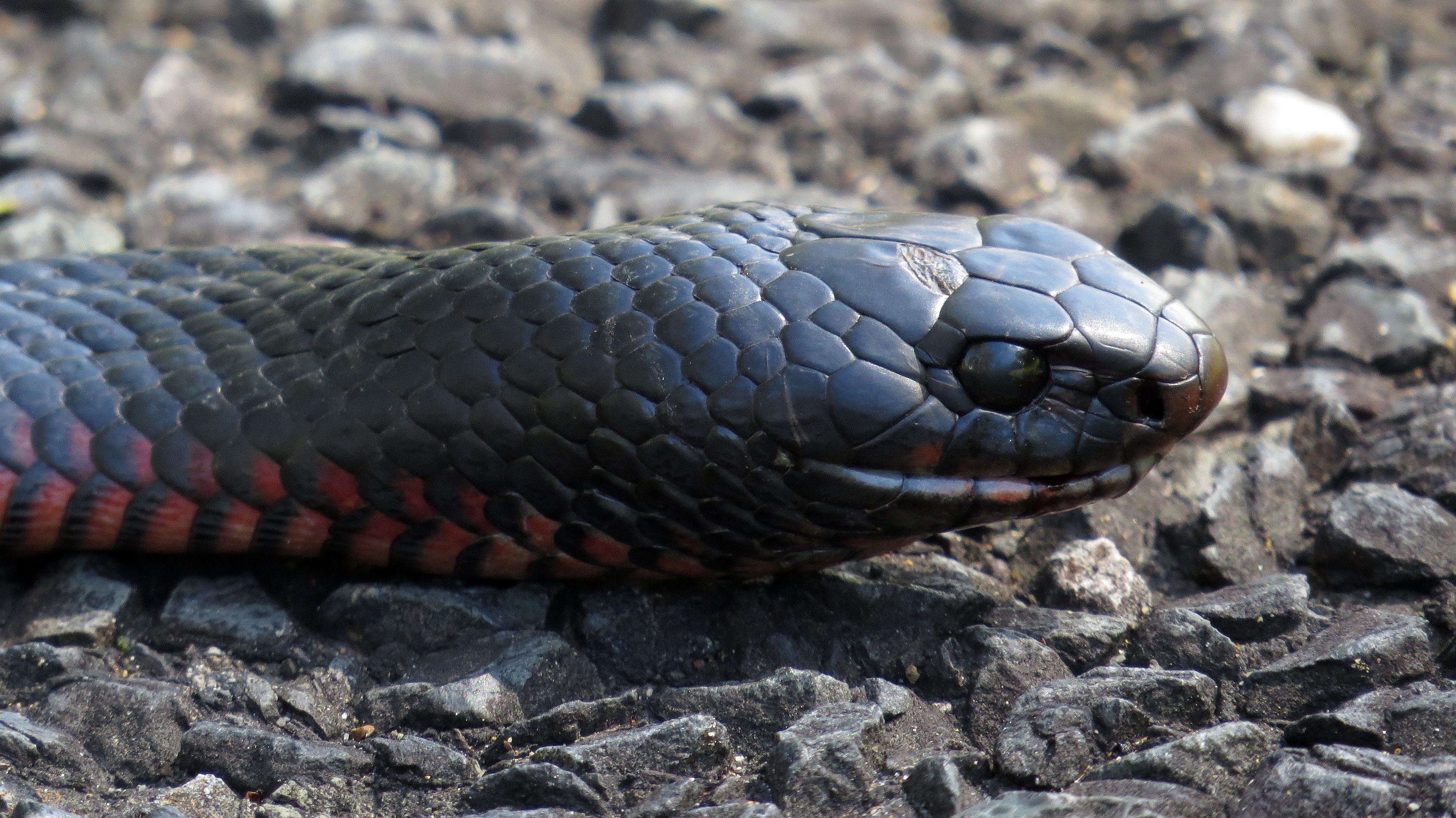 Red-bellied Black Snake svg #11, Download drawings