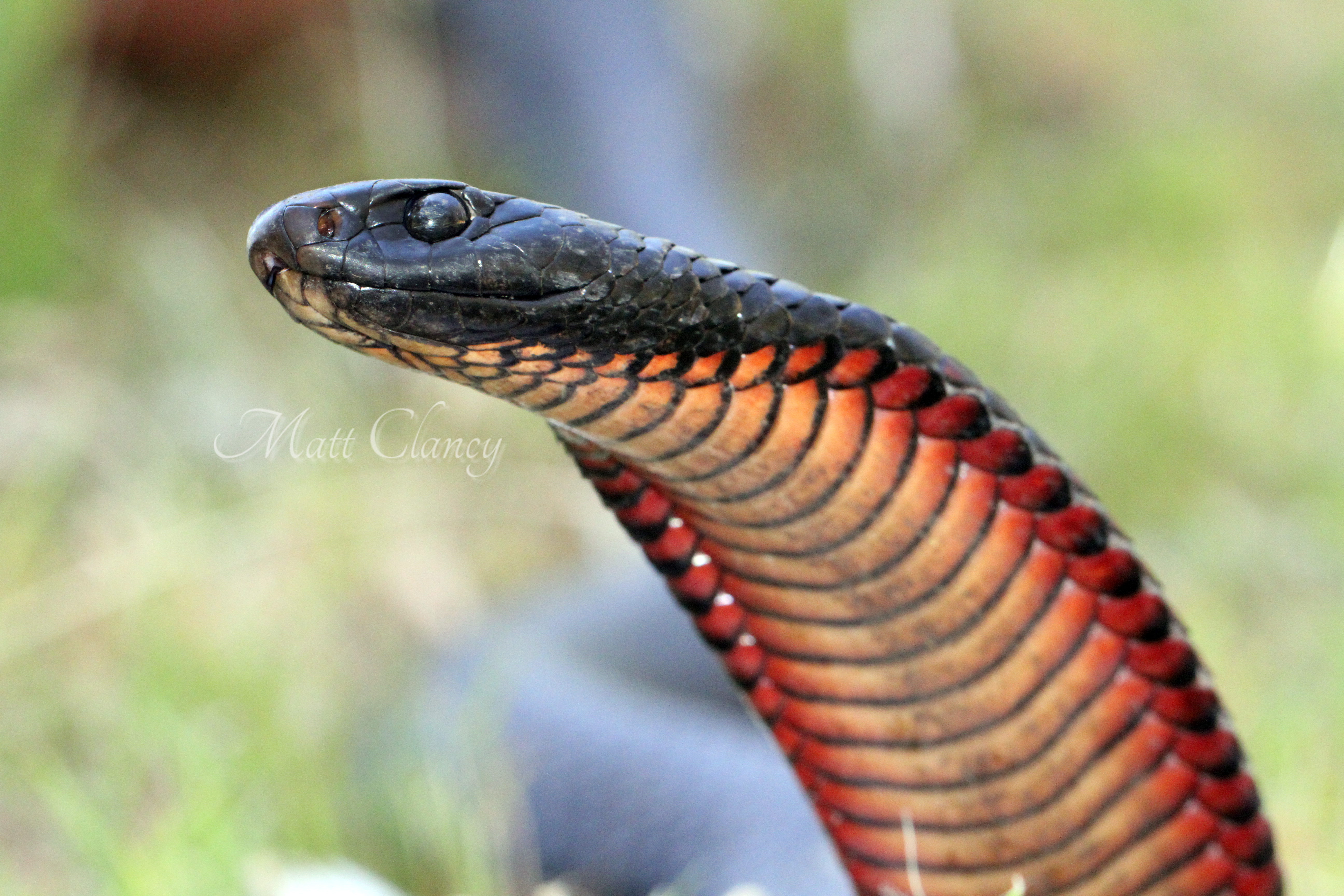 Red-bellied Black Snake svg #12, Download drawings