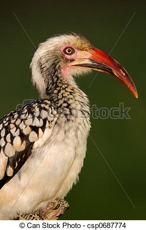 Red-billed Hornbill clipart #12, Download drawings