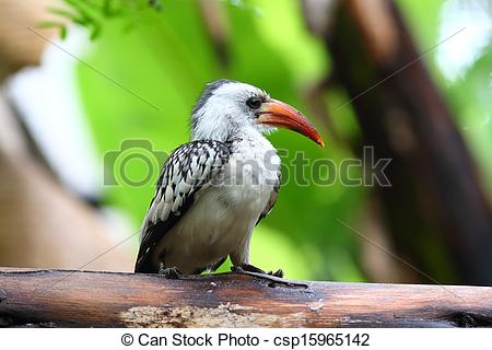 Red-billed Hornbill clipart #10, Download drawings
