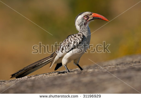 Red-billed Hornbill clipart #14, Download drawings