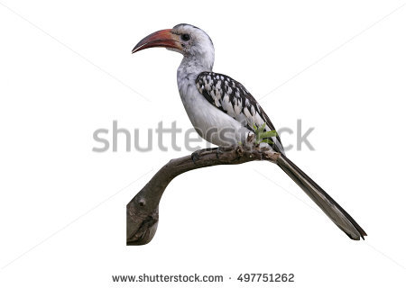 Red-billed Hornbill clipart #15, Download drawings
