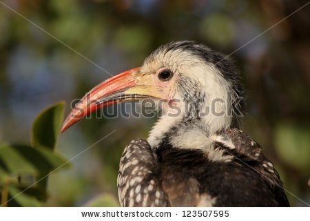 Red-billed Hornbill clipart #17, Download drawings