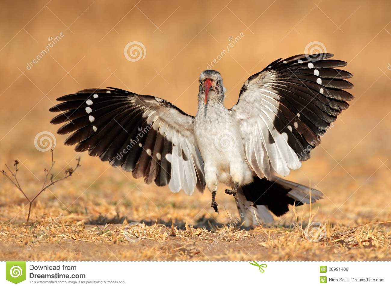 Red-billed Hornbill clipart #1, Download drawings