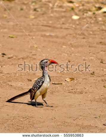 Red-billed Hornbill clipart #20, Download drawings