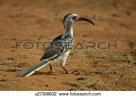Red-billed Hornbill clipart #7, Download drawings