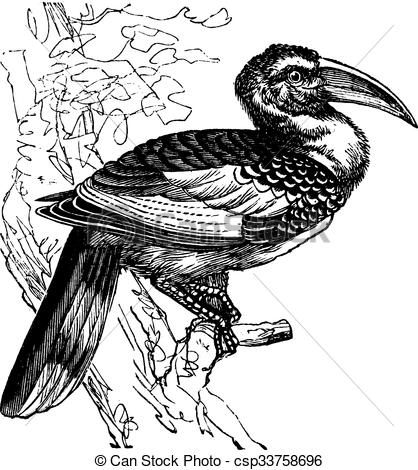Red-billed Hornbill clipart #8, Download drawings