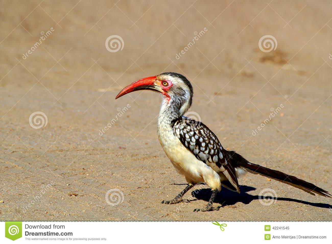 Red-billed Hornbill clipart #3, Download drawings