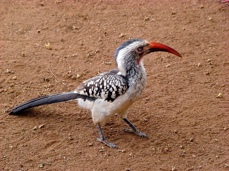 Red-billed Hornbill coloring #3, Download drawings