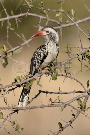 Red-billed Hornbill coloring #15, Download drawings