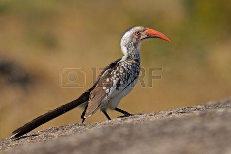 Red-billed Hornbill coloring #14, Download drawings