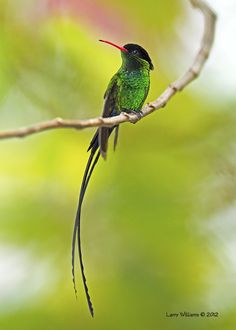 Red-billed Streamertail svg #2, Download drawings