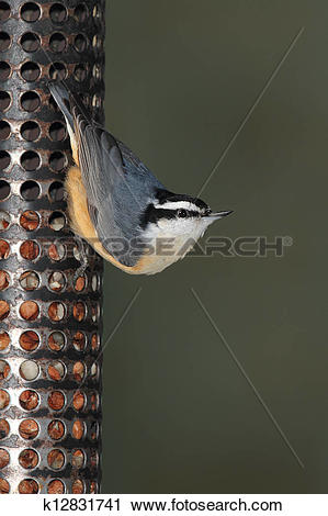 Red-breasted Nuthatch clipart #3, Download drawings