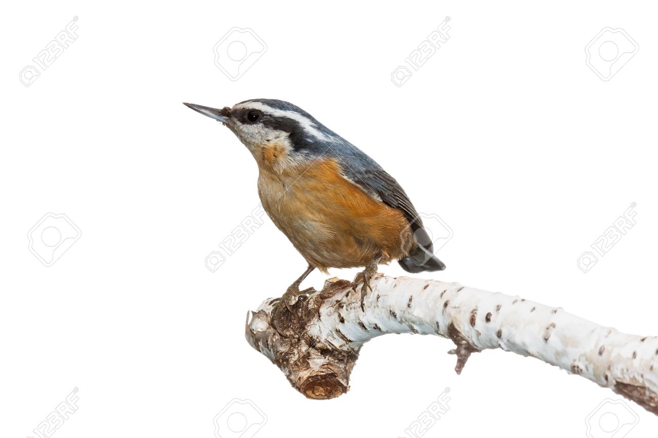 Red-breasted Nuthatch clipart #14, Download drawings