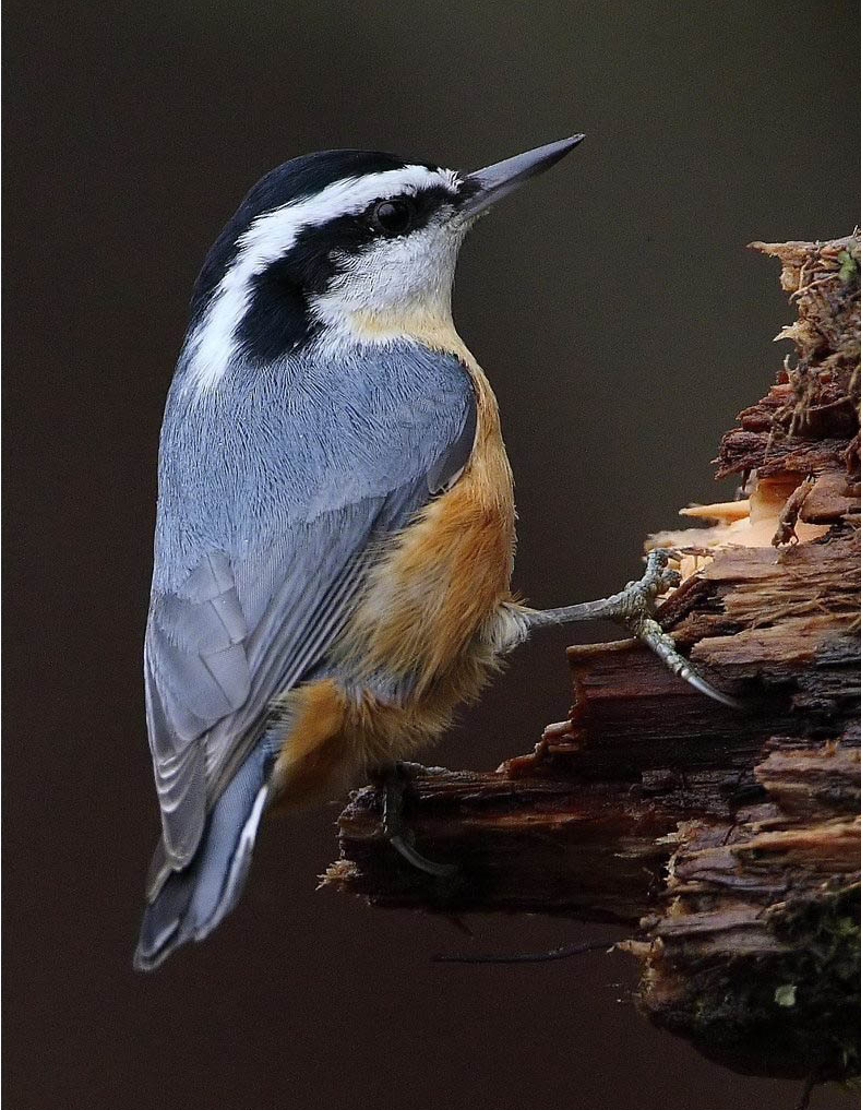 Red-breasted Nuthatch svg #11, Download drawings