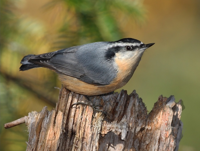 Red-breasted Nuthatch svg #16, Download drawings