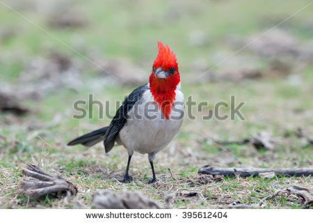 Red-Crested Cardinal clipart #13, Download drawings
