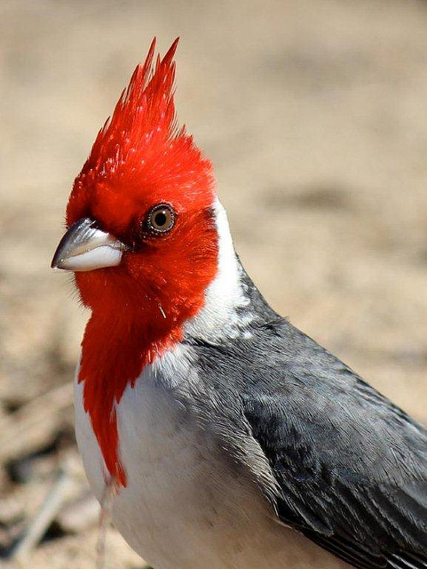 Red-Crested Cardinal coloring #10, Download drawings