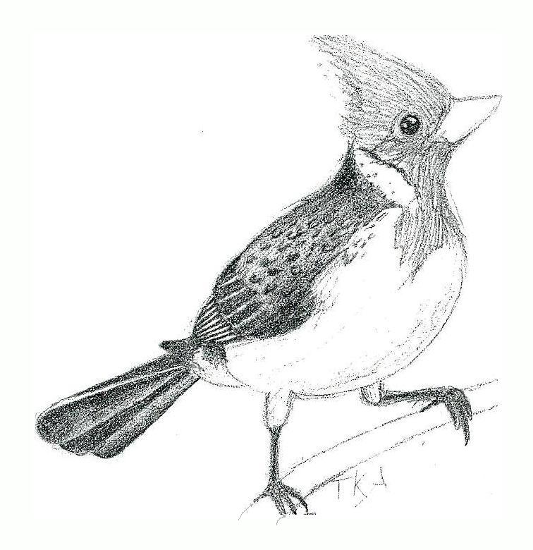 Red-Crested Cardinal coloring #8, Download drawings