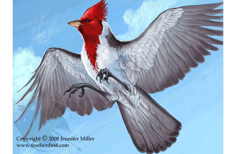 Red-Crested Cardinal coloring #12, Download drawings