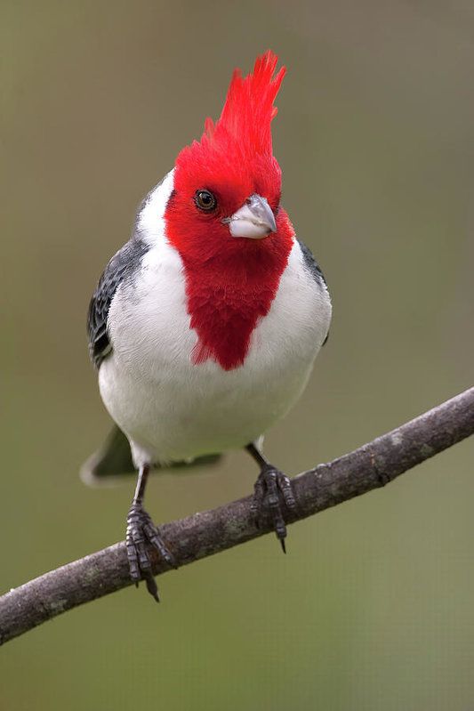 Red-Crested Cardinal svg #19, Download drawings