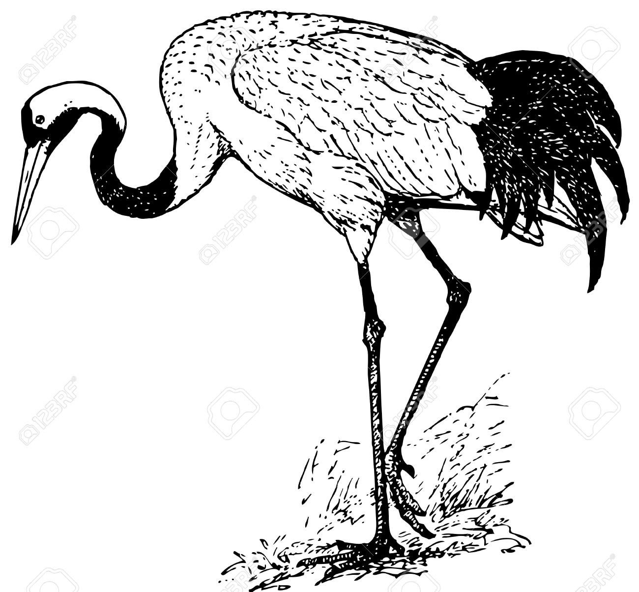 Red-crowned Crane coloring #17, Download drawings