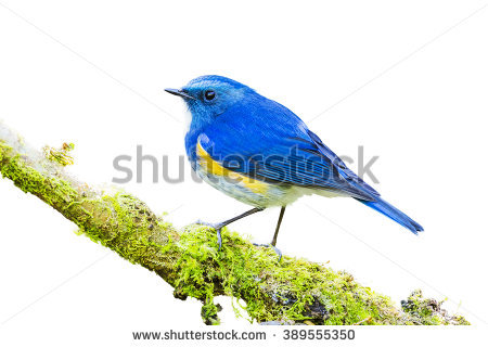 Red-flanked Bluetail clipart #9, Download drawings