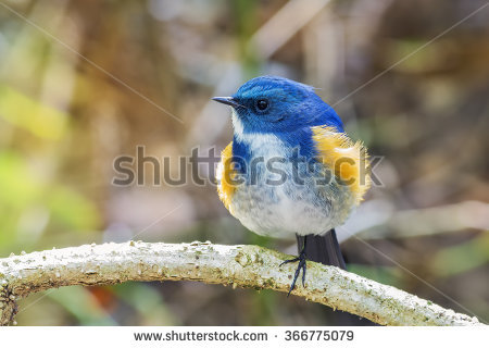 Red-flanked Bluetail coloring #13, Download drawings