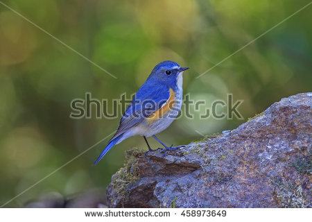 Red-flanked Bluetail coloring #20, Download drawings