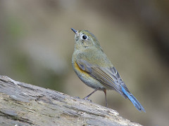 Red-flanked Bluetail coloring #9, Download drawings