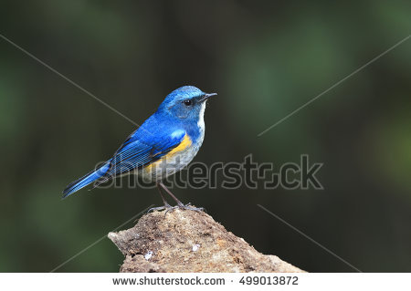 Red-flanked Bluetail coloring #11, Download drawings