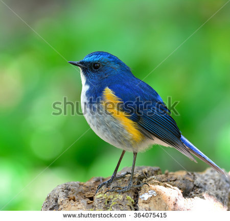Red-flanked Bluetail coloring #8, Download drawings