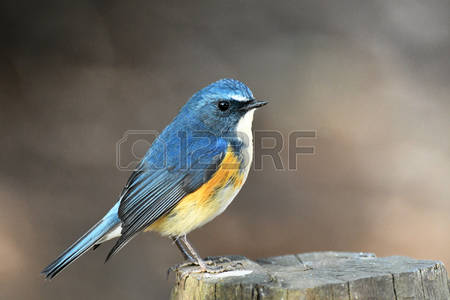 Red-flanked Bluetail coloring #7, Download drawings