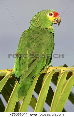 Red-lored Parrot clipart #6, Download drawings