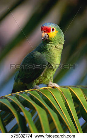 Red-lored Parrot clipart #18, Download drawings