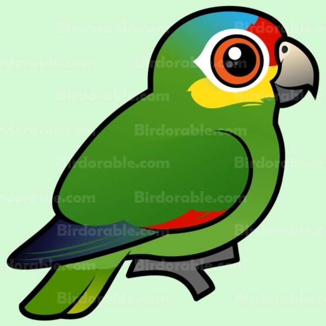 Red-lored Parrot clipart #7, Download drawings