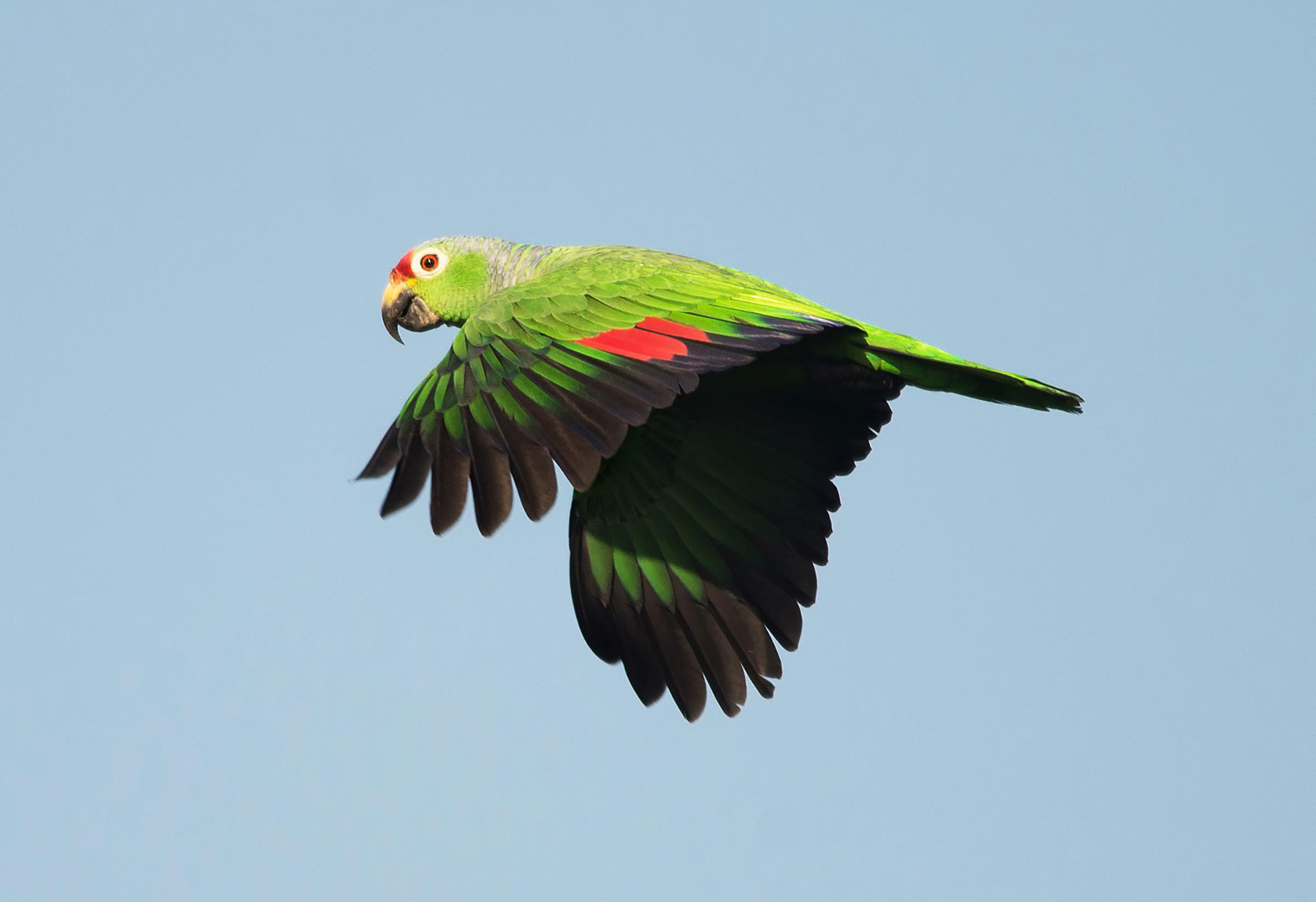 Red-lored Parrot svg #4, Download drawings
