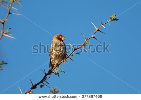 Red-masked Finch clipart #2, Download drawings