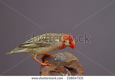 Red-masked Finch clipart #17, Download drawings