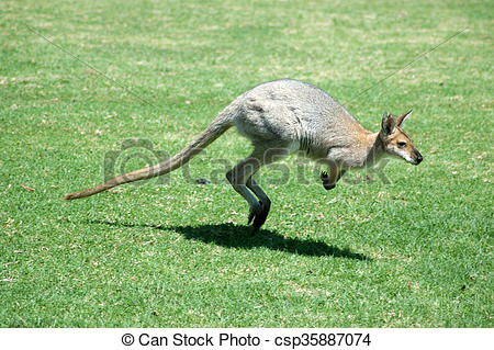 Red-necked Wallaby clipart #19, Download drawings
