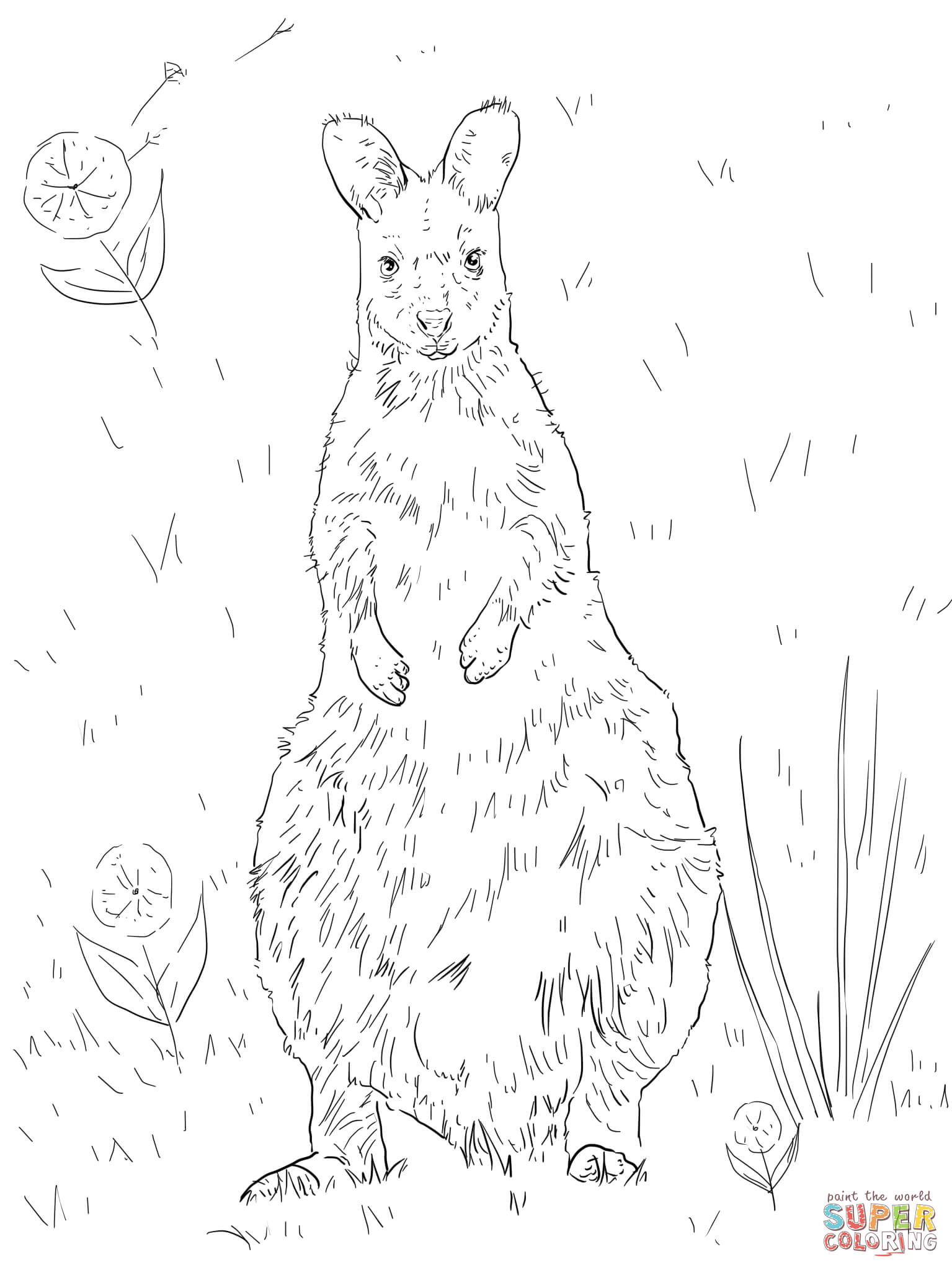 Red-necked Wallaby coloring #11, Download drawings