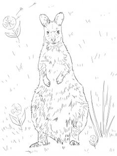 Red-necked Wallaby coloring #12, Download drawings
