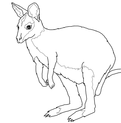 Red-necked Wallaby coloring #10, Download drawings