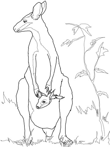 Red-necked Wallaby coloring #6, Download drawings