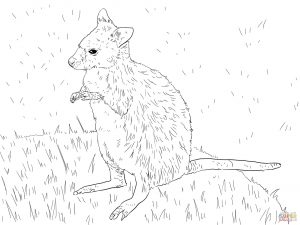 Red-necked Wallaby coloring #19, Download drawings