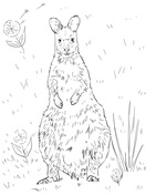 Red-necked Wallaby coloring #16, Download drawings