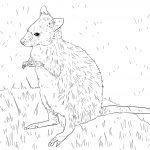 Red-necked Wallaby coloring #18, Download drawings