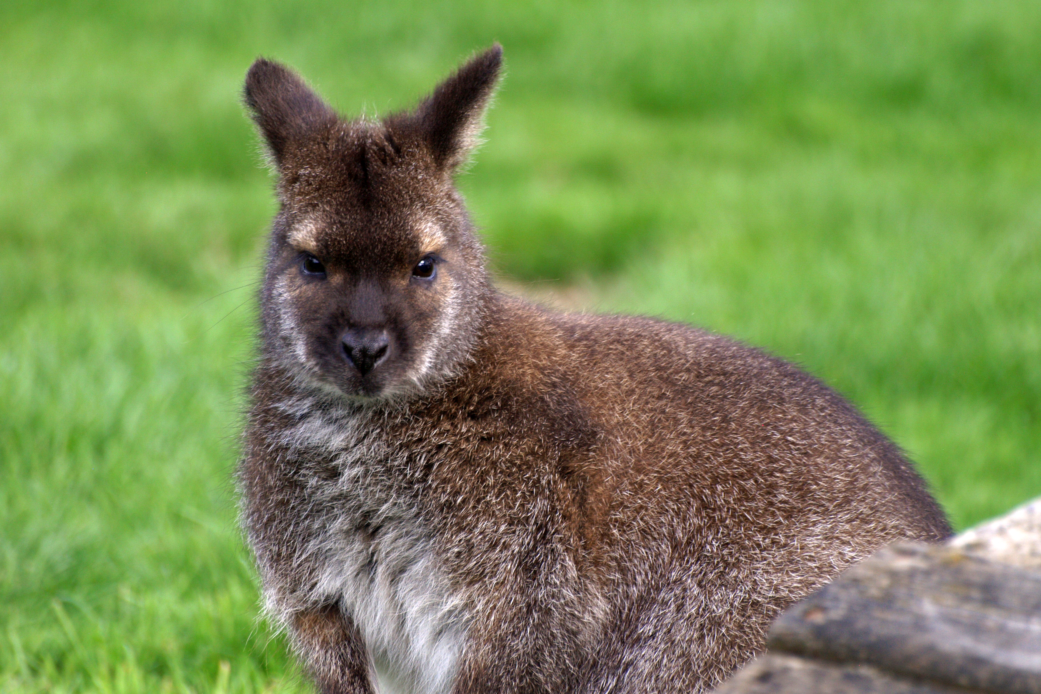Red-necked Wallaby svg #2, Download drawings
